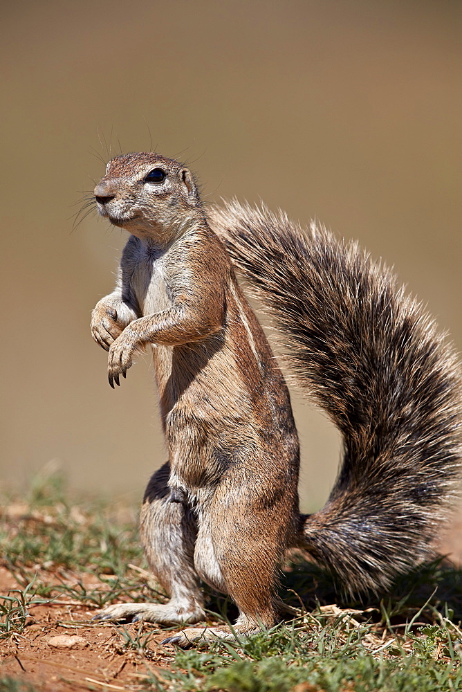 Cape Ground Squirrel (Xerus inauris), male, Mountain Zebra National Park, South Africa, Africa