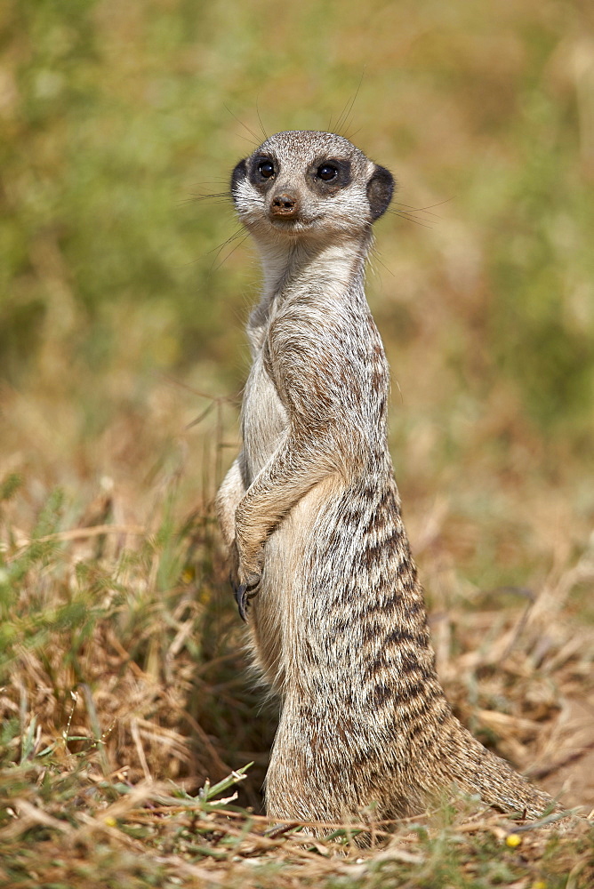 Meerkat (Suricate) (Suricata suricatta), Mountain Zebra National Park, South Africa, Africa