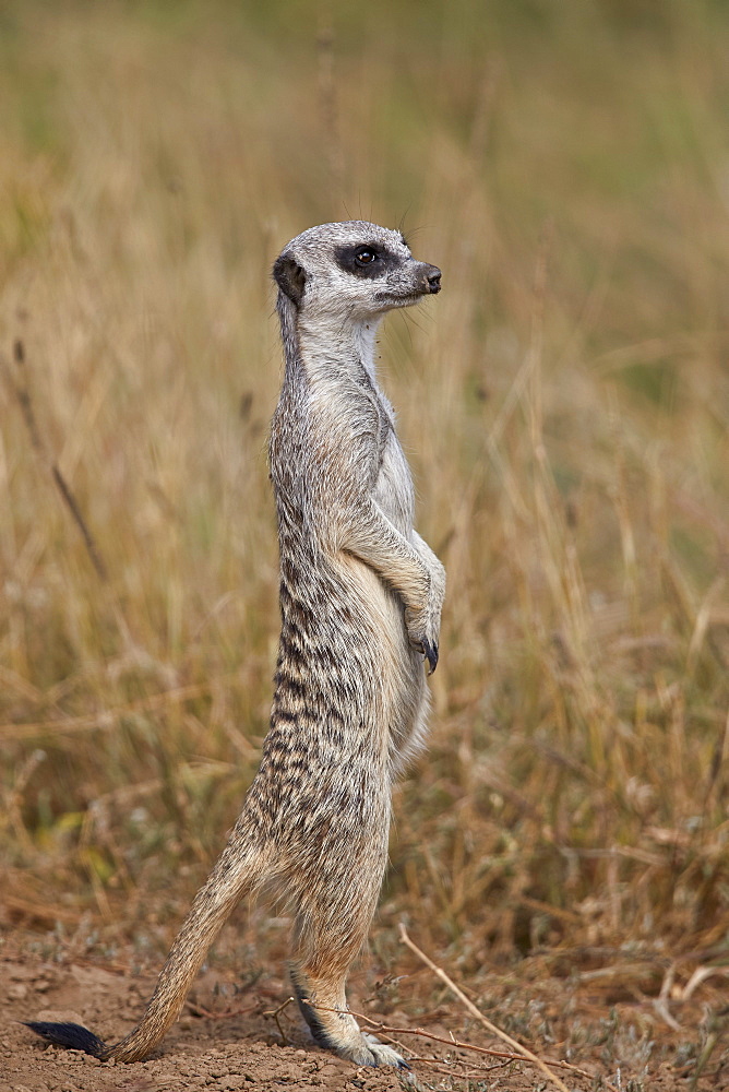 Meerkat (Suricate) (Suricata suricatta), Mountain Zebra National Park, South Africa, Africa