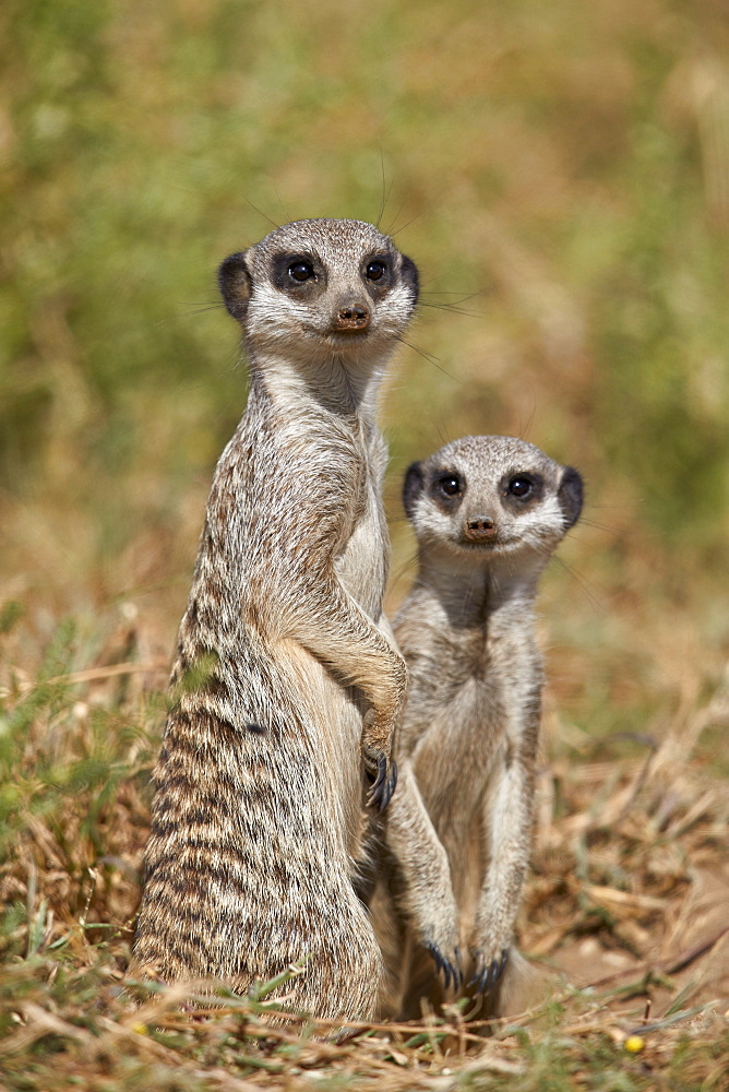 Two Meerkat (Suricate) (Suricata suricatta), Mountain Zebra National Park, South Africa, Africa