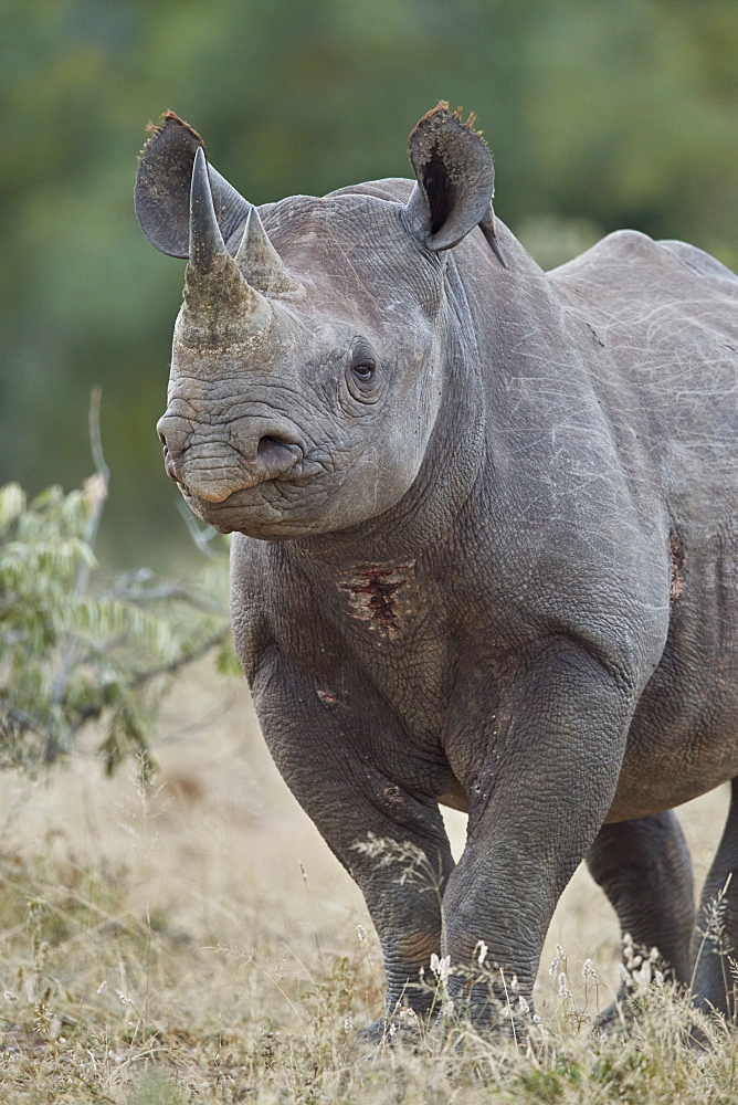 Black Rhinoceros (Hook-Lipped Rhinoceros) (Diceros bicornis), Kruger National Park, South Africa, Africa