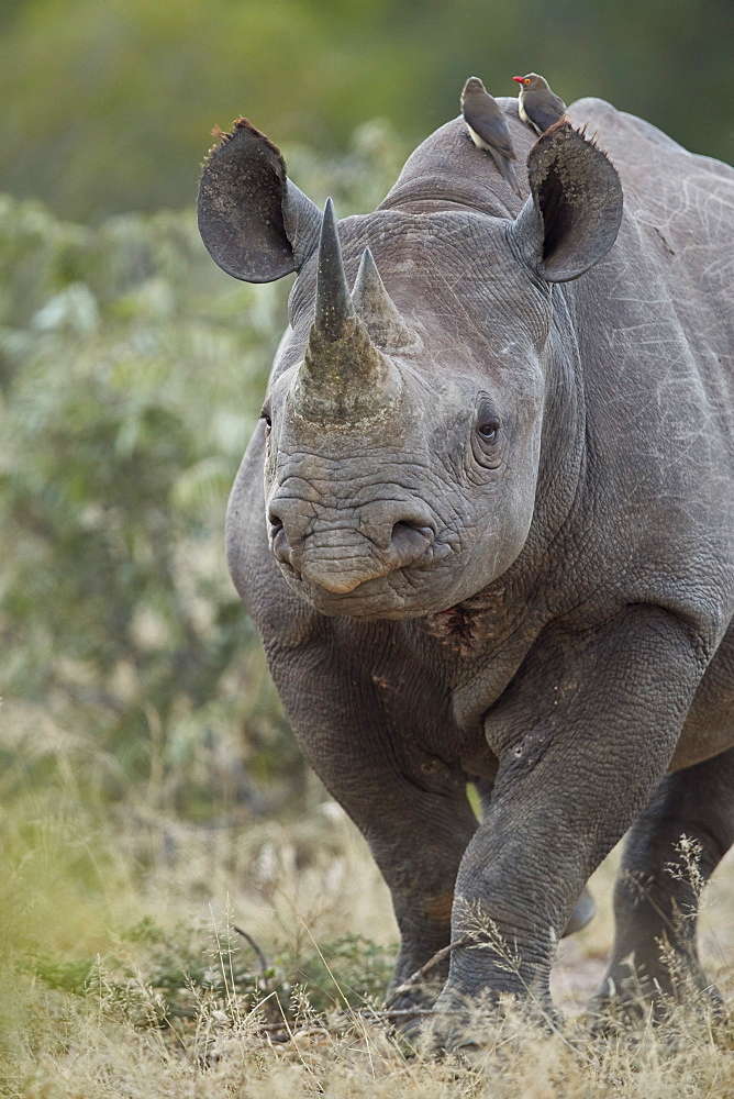 Black Rhinoceros (Hook-lipped Rhinoceros) (Diceros bicornis), Kruger National Park, South Africa, Africa