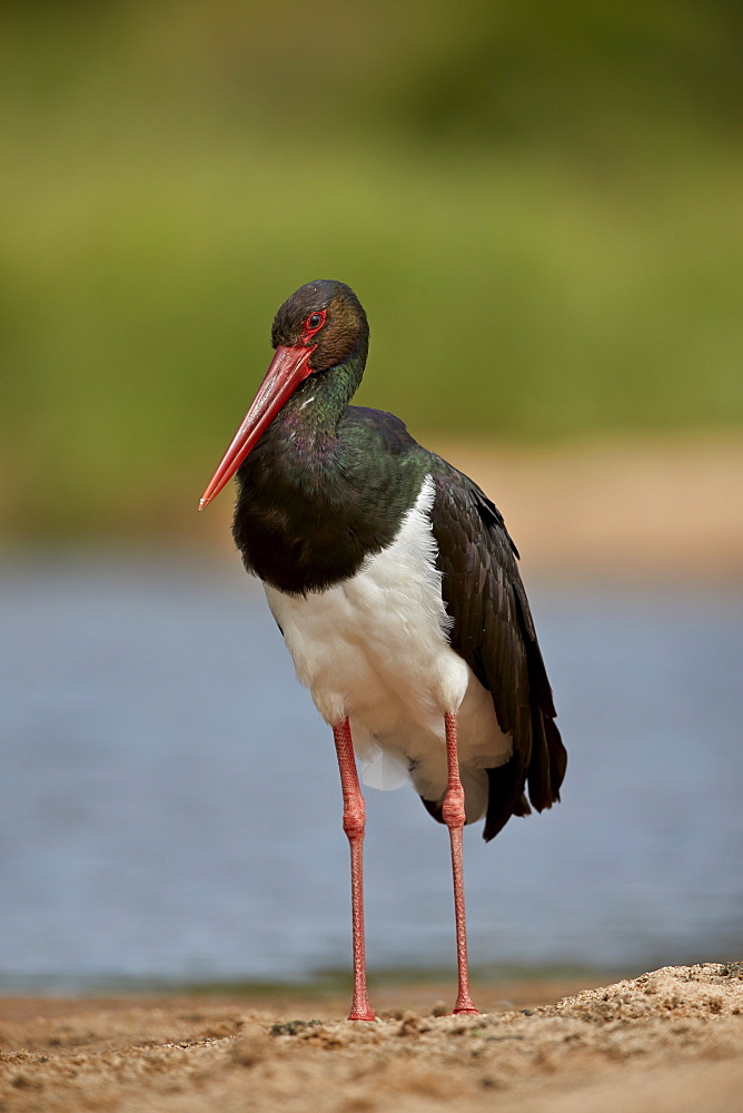 Black Stork (Ciconia nigra), Kruger National Park, South Africa, Africa