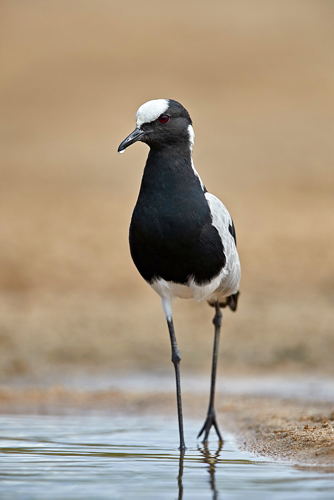 Blacksmith Lapwing (Blacksmith Plover) (Vanellus armatus), Kruger National Park, South Africa, Africa