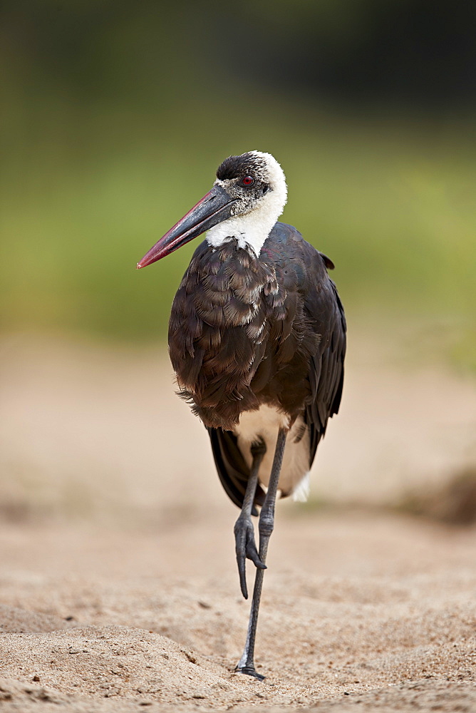 Woolly-necked Stork (Ciconia episcopus), Kruger National Park, South Africa, Africa