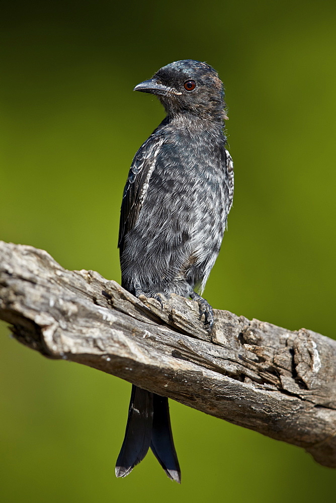 Fork-tailed Drongo (Dicrurus adsimilis), Kruger National Park, South Africa, Africa