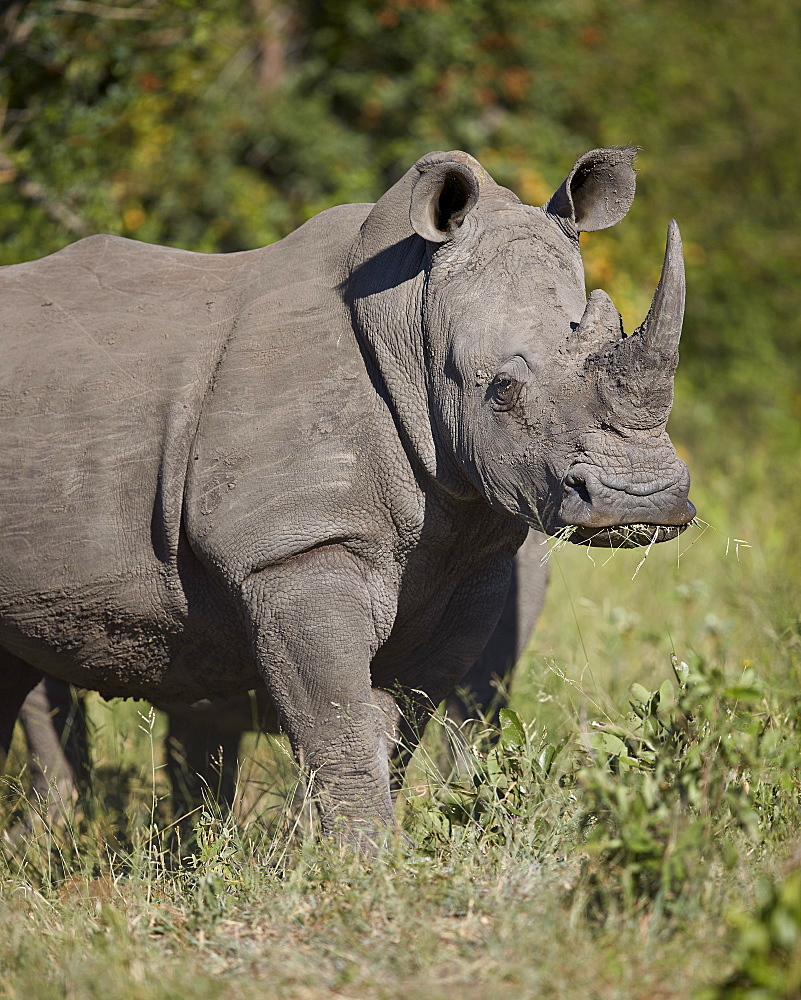 White Rhinoceros (Ceratotherium simum), Kruger National Park, South Africa, Africa