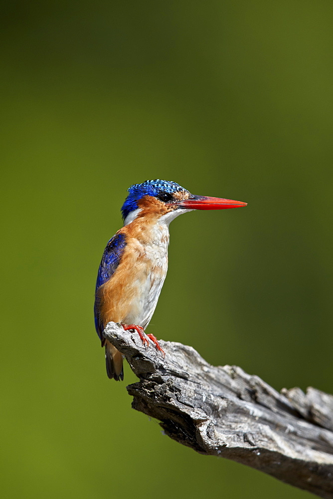 Malachite Kingfisher (Alcedo cristata), Kruger National Park, South Africa, Africa