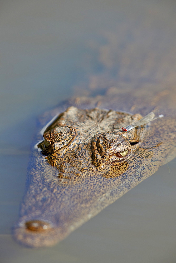 Nile Crocodile (Crocodylus niloticus), Kruger National Park, South Africa, Africa