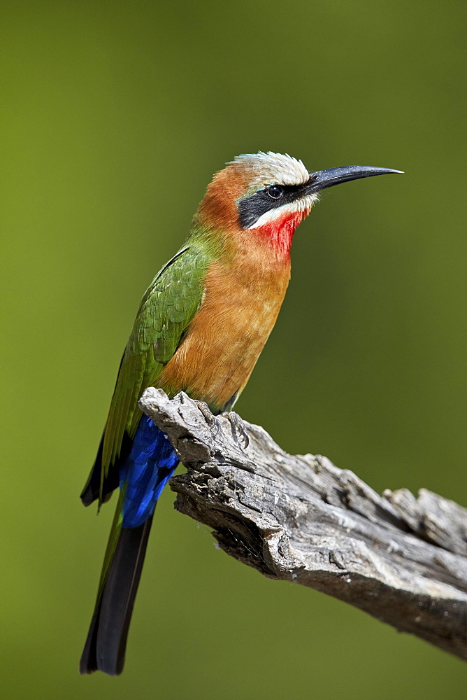 White-fronted Bee-eater (Merops bullockoides), Kruger National Park, South Africa, Africa