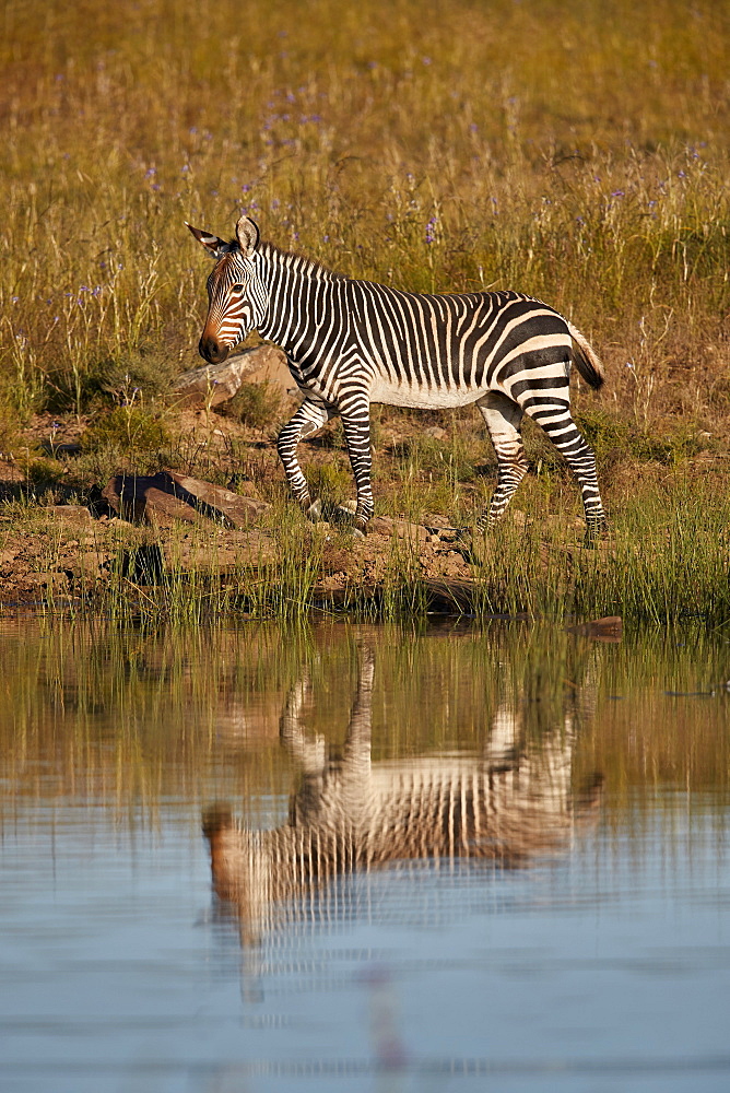 Cape Mountain Zebra (Equus zebra zebra) with reflection, Mountain Zebra National Park, South Africa, Africa