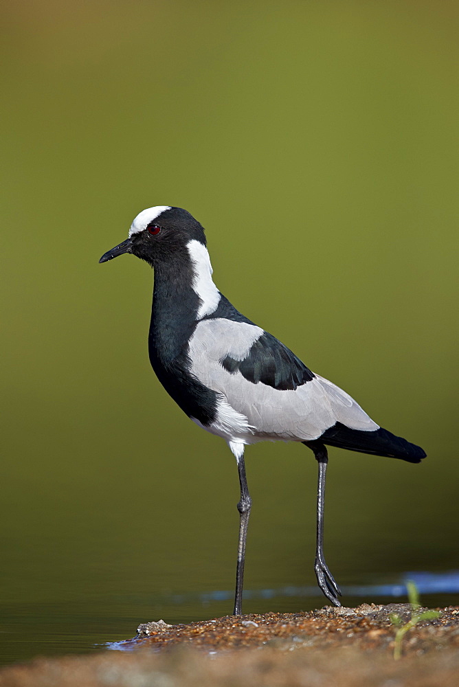 Blacksmith Lapwing (Blacksmith Plover) (Vanellus armatus), Kruger National Park, South Africa, Africa