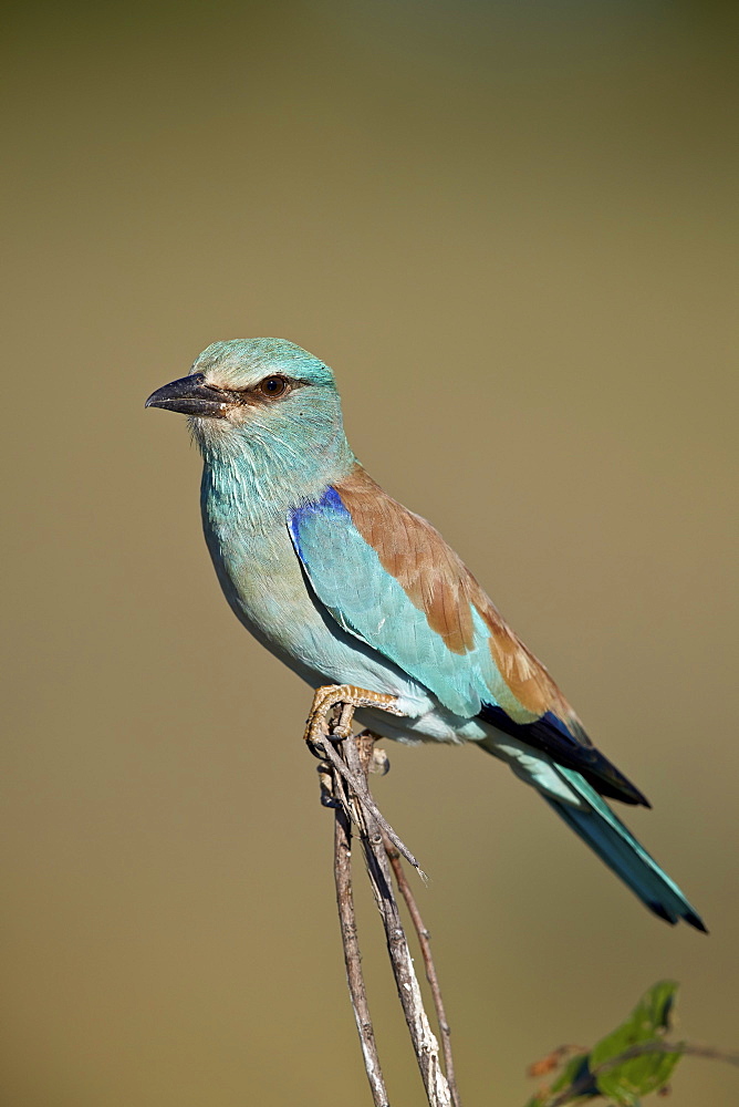 European Roller (Coracias garrulus), Kruger National Park, South Africa, Africa