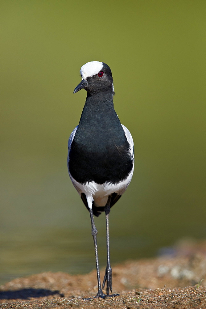 Blacksmith Lapwing (Blacksmith Plover) (Vanellus armatus), Kruger National Park, South Africa, Africa