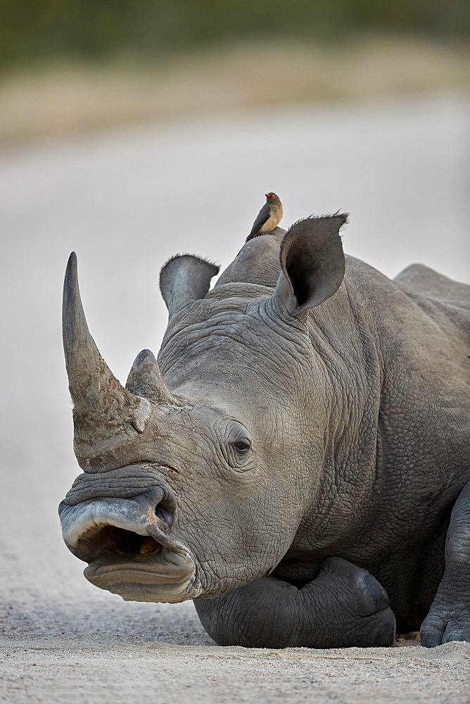 White Rhinoceros (Ceratotherium simum) yawning, Kruger National Park, South Africa, Africa