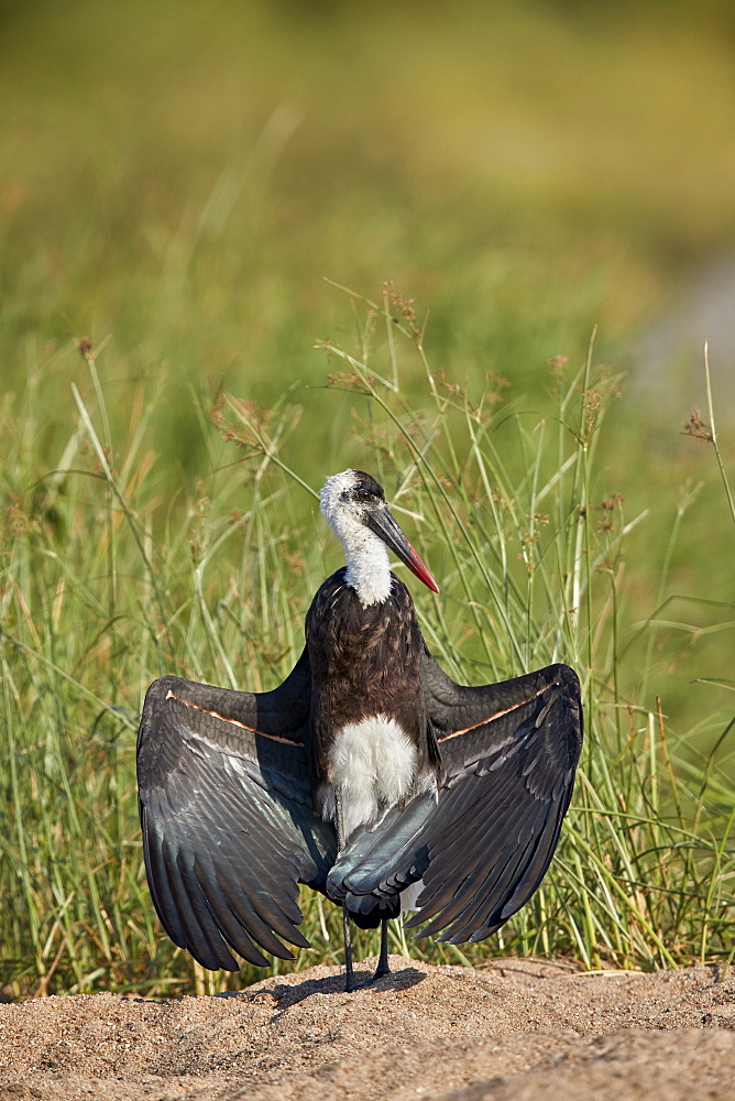 Woolly-necked Stork (Ciconia episcopus) drying its wings, Kruger National Park, South Africa, Africa