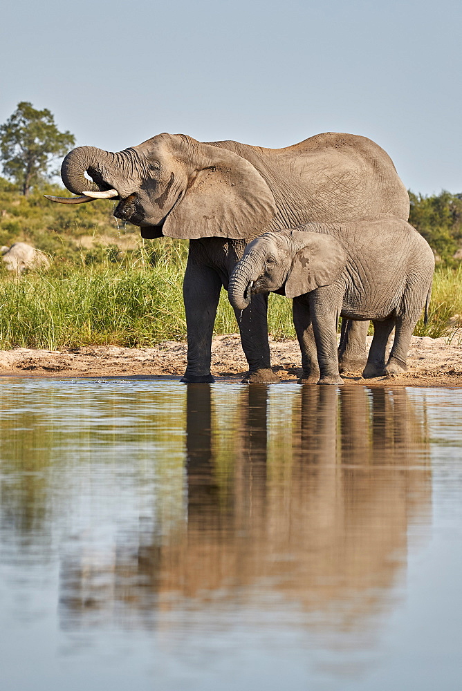 Two African Elephant (Loxodonta africana) drinking, Kruger National Park, South Africa, Africa