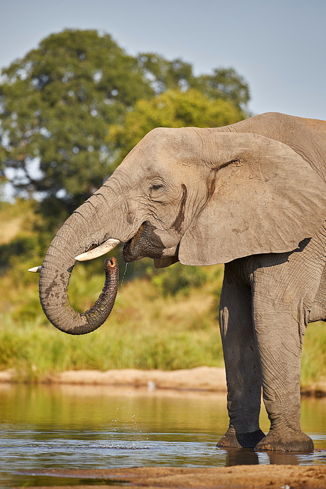 African Elephant (Loxodonta africana) drinking, Kruger National Park, South Africa, Africa