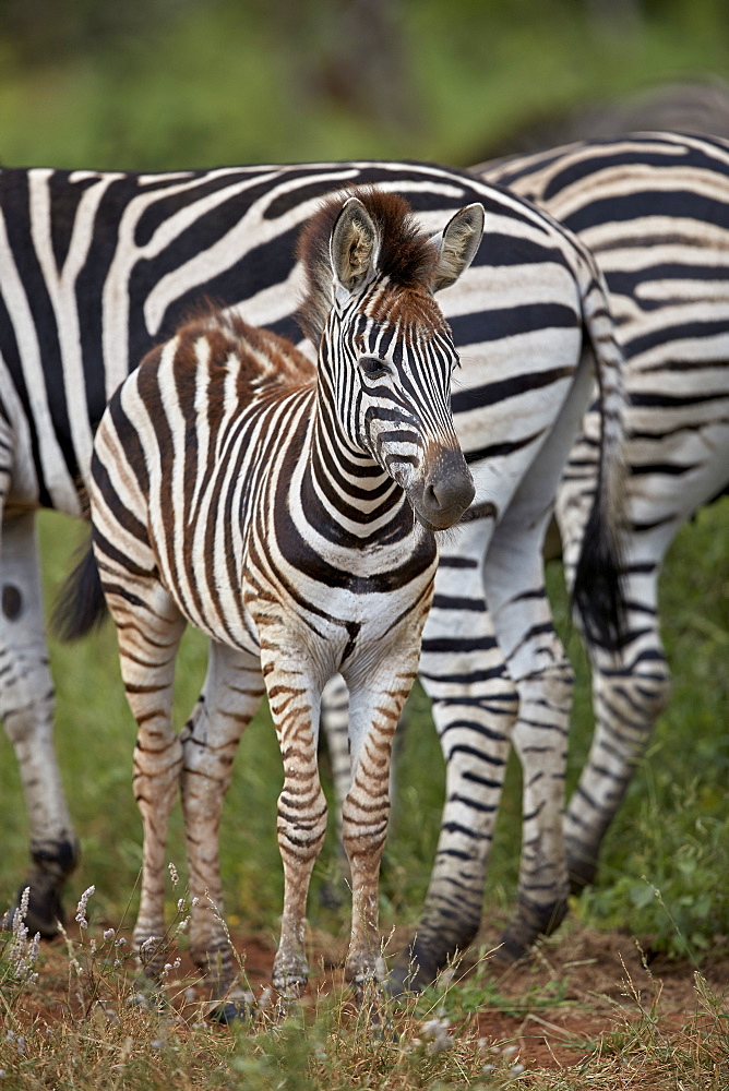 Chapman's Zebra (Plains Zebra) (Equus quagga chapmani) foal, Kruger National Park, South Africa, Africa