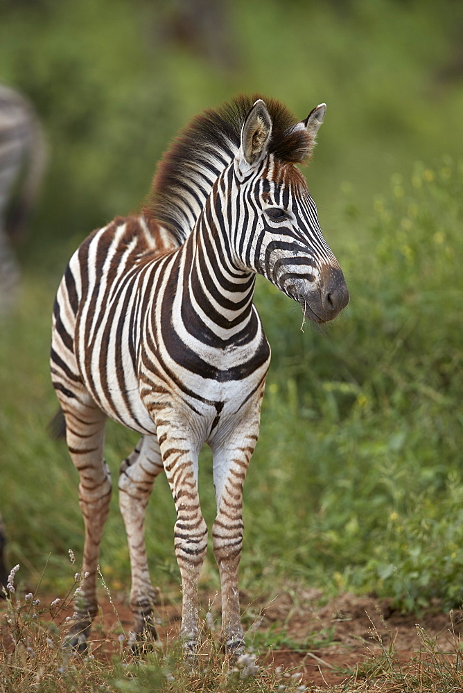 Chapman's Zebra (Plains Zebra) (Equus quagga chapmani) foal, Kruger National Park, South Africa, Africa