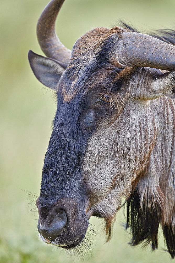 Blue Wildebeest (Brindled Gnu) (Connochaetes taurinus), Kruger National Park, South Africa, Africa