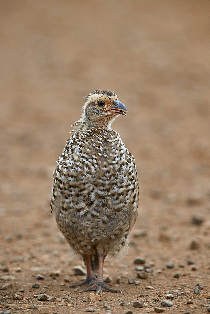 Red-necked Spurfowl (Red-necked Francolin) (Francolinus afer) (Pternistes afer) chick, Kruger National Park, South Africa, Africa