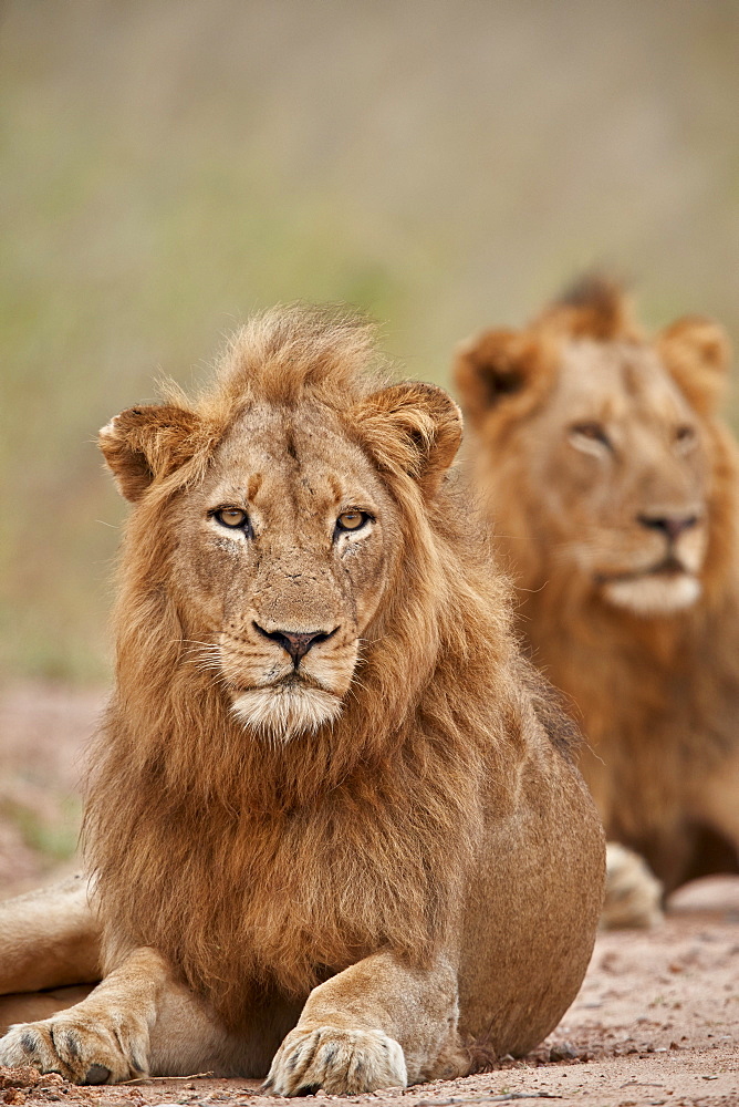 Two male Lion (Panthera leo), Kruger National Park, South Africa, Africa