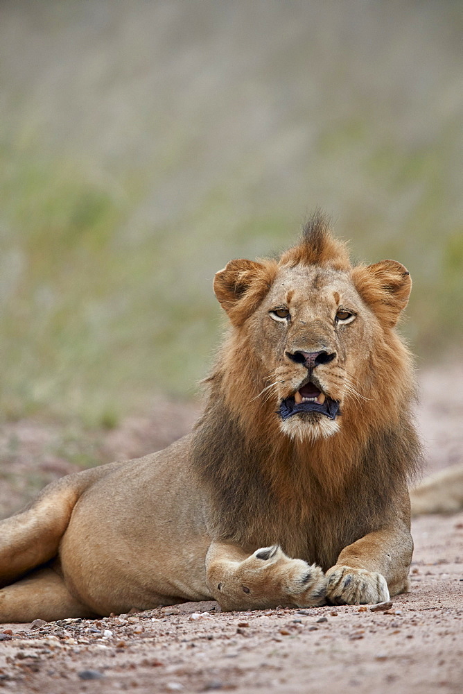 Lion (Panthera leo), male, Kruger National Park, South Africa, Africa