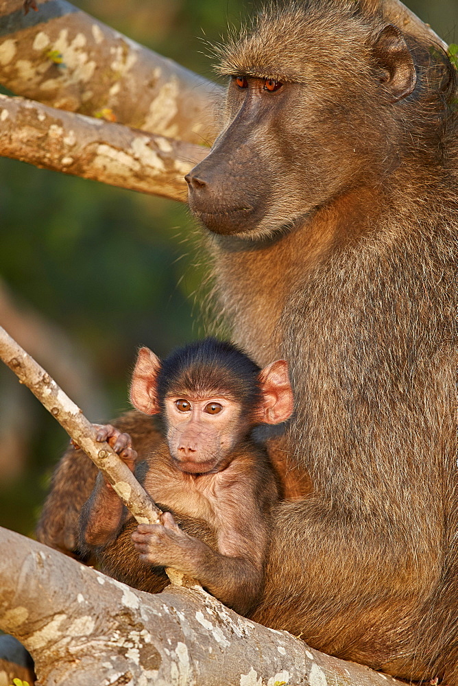 Chacma Baboon (Papio ursinus) mother and infant, Kruger National Park, South Africa, Africa