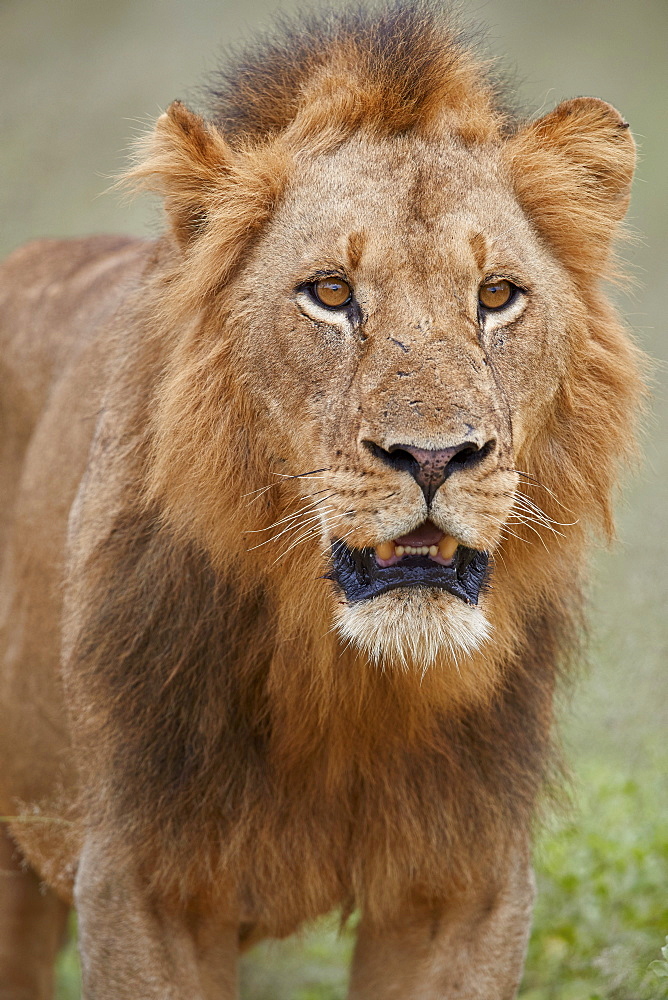 Lion (Panthera leo), male, Kruger National Park, South Africa, Africa