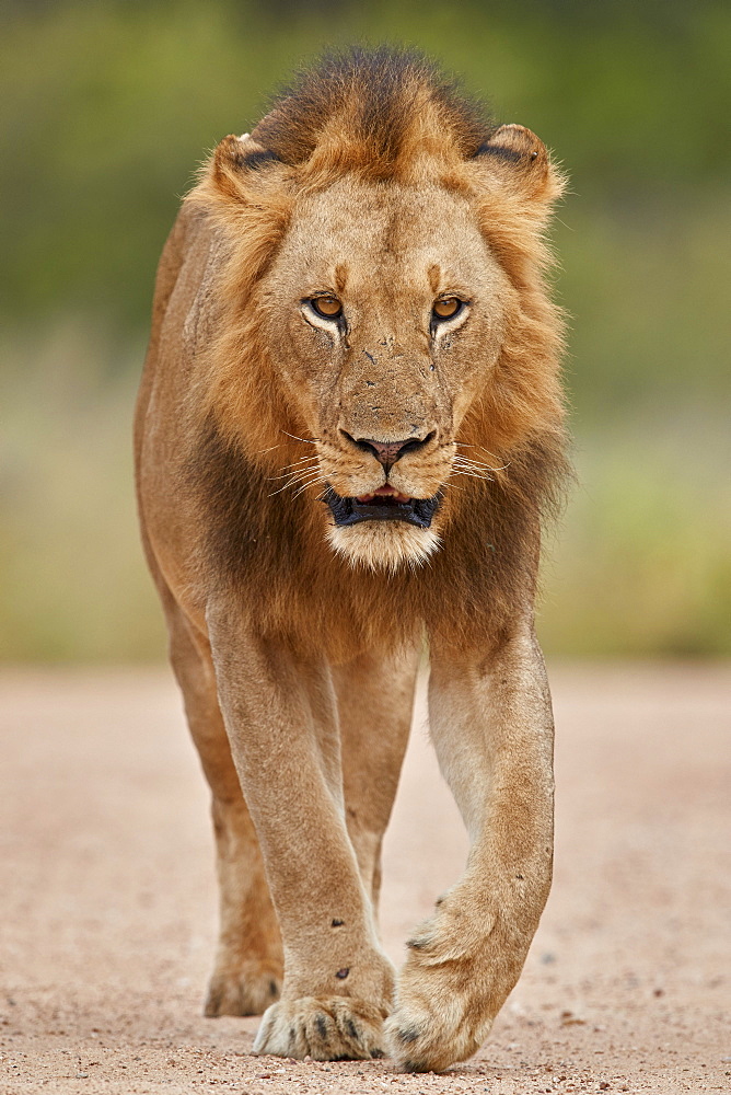 Lion (Panthera leo), male, Kruger National Park, South Africa, Africa