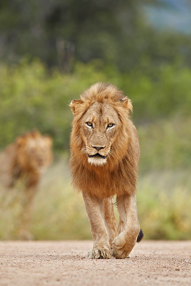 Lion (Panthera leo), male, Kruger National Park, South Africa, Africa