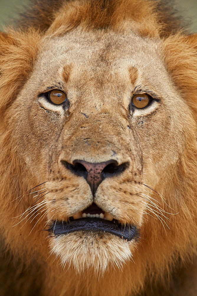 Lion (Panthera leo), male, Kruger National Park, South Africa, Africa