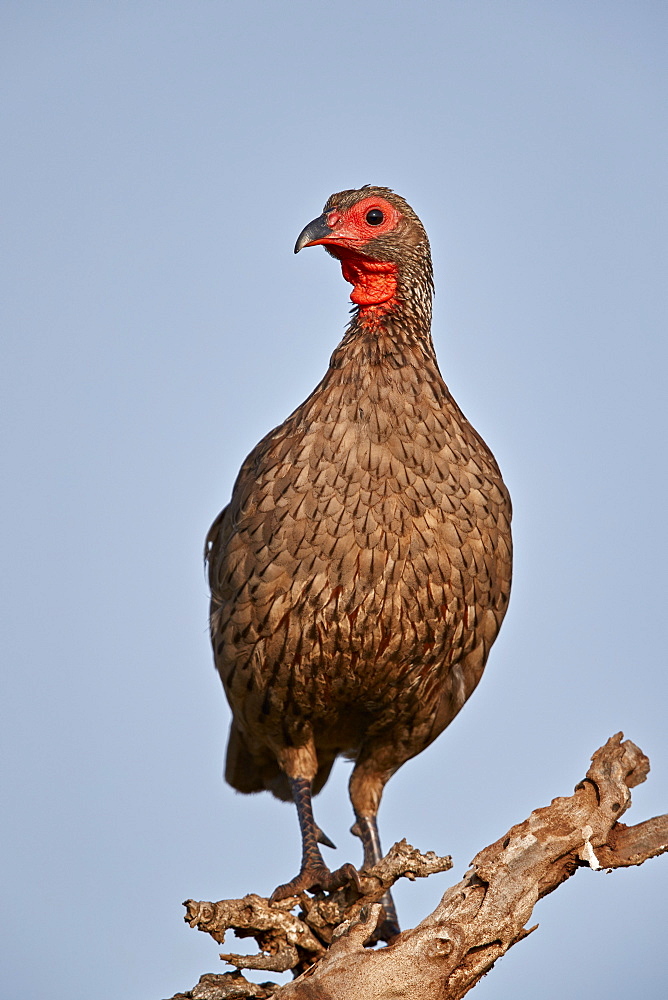 Red-necked Spurfowl (Red-necked Francolin) (Francolinus afer) (Pternistes afer), Kruger National Park, South Africa, Africa