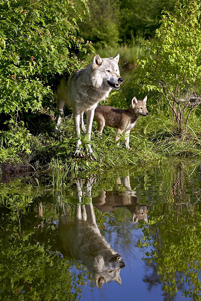 Gray wolf (Canis lupus) adult and pup, in captivity, Sandstone, Minnesota, United States of America, North America