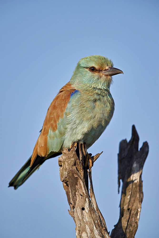 European Roller (Coracias garrulus), Kruger National Park, South Africa, Africa