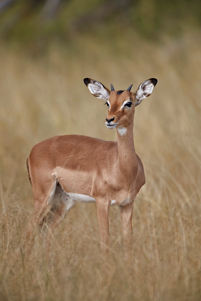 Impala (Aepyceros melampus), juvenile male, Kruger National Park, South Africa, Africa