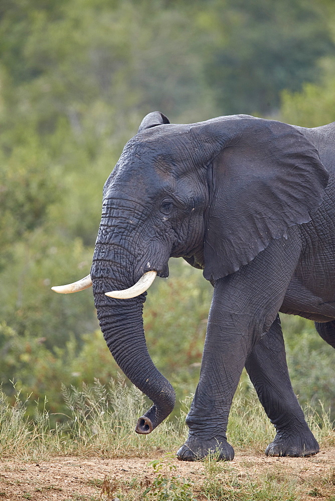 African Elephant (Loxodonta africana) bull, Kruger National Park, South Africa, Africa