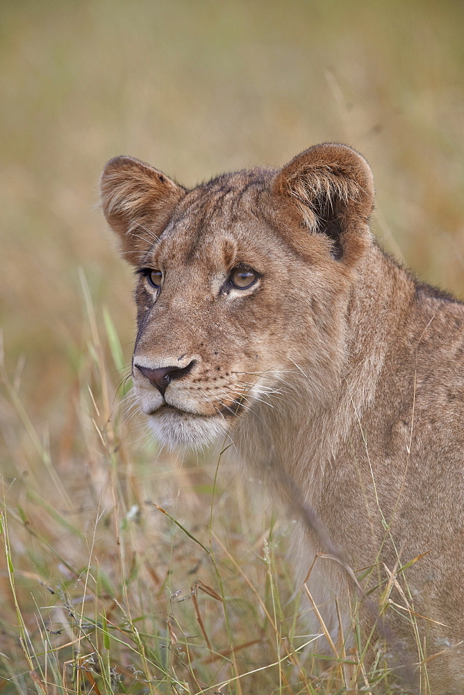 Lion (Panthera leo) cub, Kruger National Park, South Africa, Africa