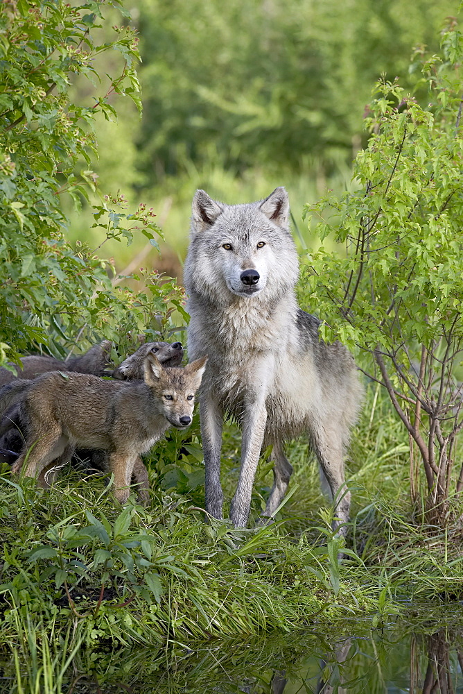 Gray wolf (Canis lupus) adult and pups, in captivity, Sandstone, Minnesota, United States of America, North America