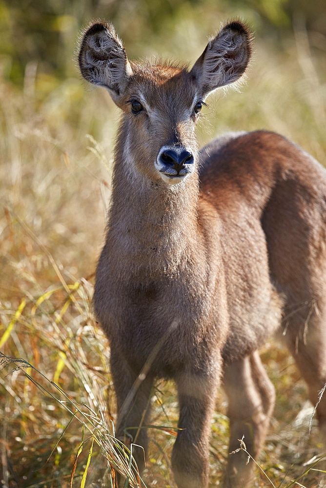 Common Waterbuck (Ellipsen Waterbuck) (Kobus ellipsiprymnus ellipsiprymnus) calf, Kruger National Park, South Africa, Africa