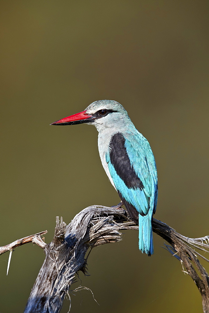 Woodland Kingfisher (Halcyon senegalensis), Kruger National Park, South Africa, Africa