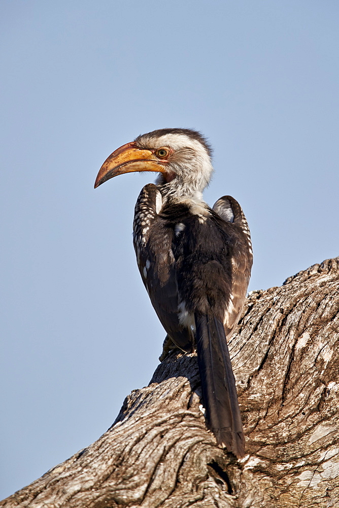 Southern Yellow-billed Hornbill (Tockus leucomelas), Kruger National Park, South Africa, Africa