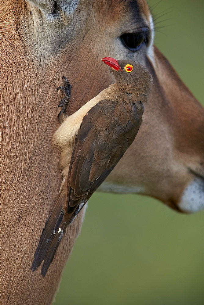 Red-billed Oxpecker (Buphagus erythrorhynchus) on an impala, Kruger National Park, South Africa, Africa