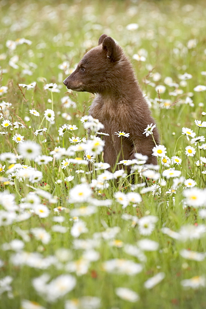 Black bear (Ursus americanus) cub among oxeye daisy, in captivity, Sandstone, Minnesota, United States of America, North America