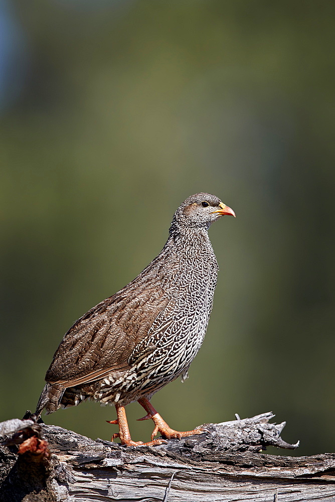 Natal Francolin (Natal Spurfowl) (Pternistes natalensis), Kruger National Park, South Africa, Africa