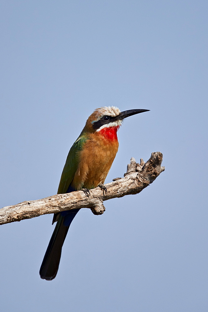 White-fronted Bee-eater (Merops bullockoides), Kruger National Park, South Africa, Africa