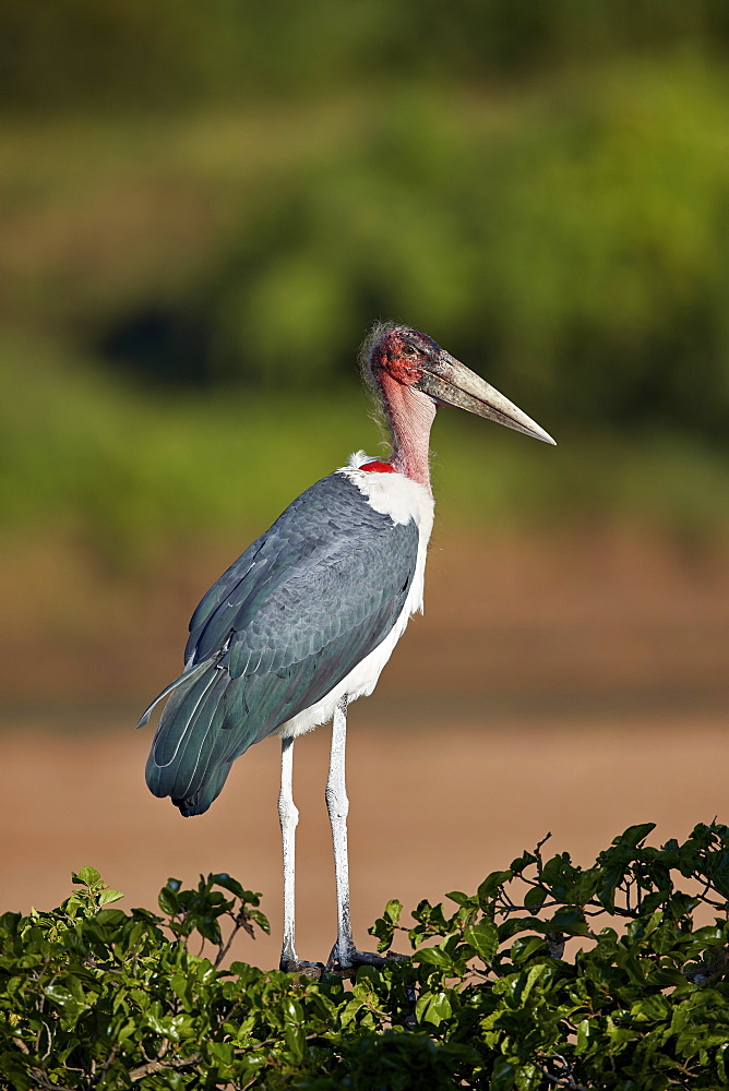 Marabou Stork (Leptoptilos crumeniferus), Kruger National Park, South Africa, Africa