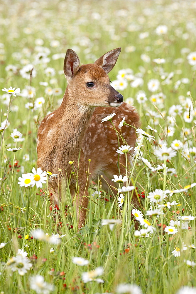 Whitetail deer (Odocoileus virginianus) fawn among oxeye daisy, in captivity, Sandstone, Minnesota, United States of America, North America