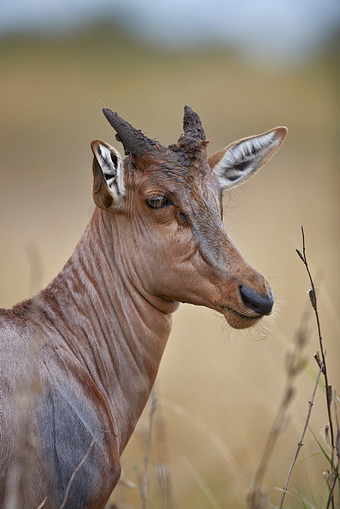 Topi (Tsessebe) (Damaliscus lunatus) calf, Kruger National Park, South Africa, Africa